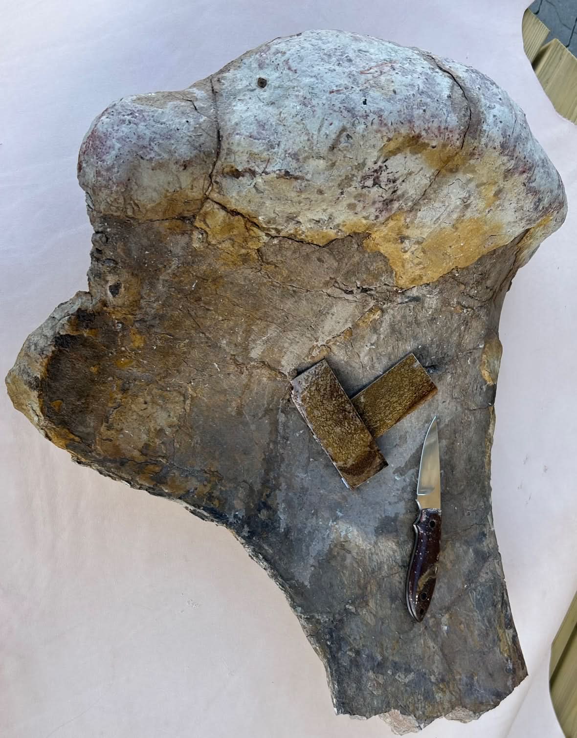 Dinosauriefossil Holkbit 20x35x20mm