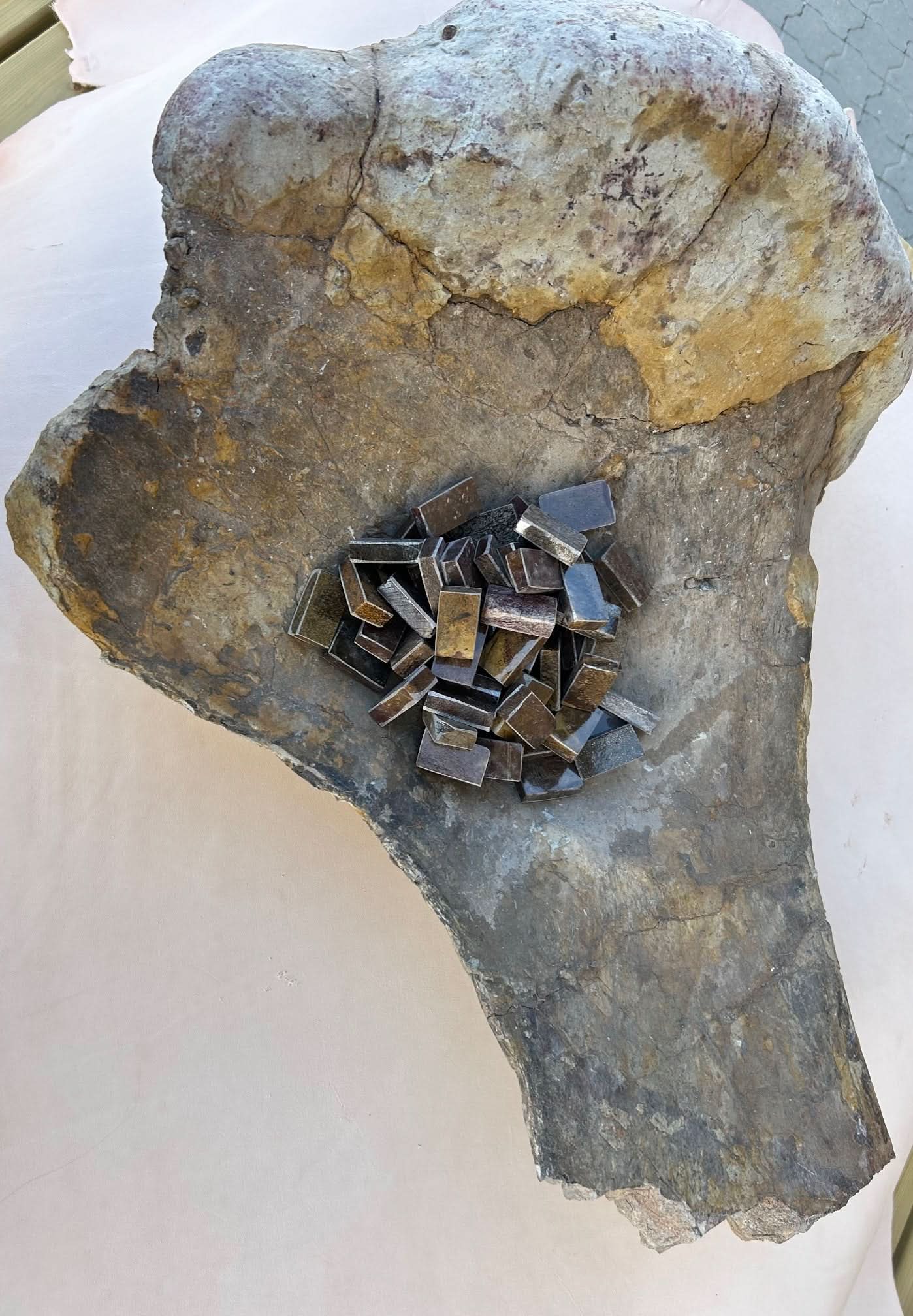 Dinosauriefossil Holkbit 20x35x20mm