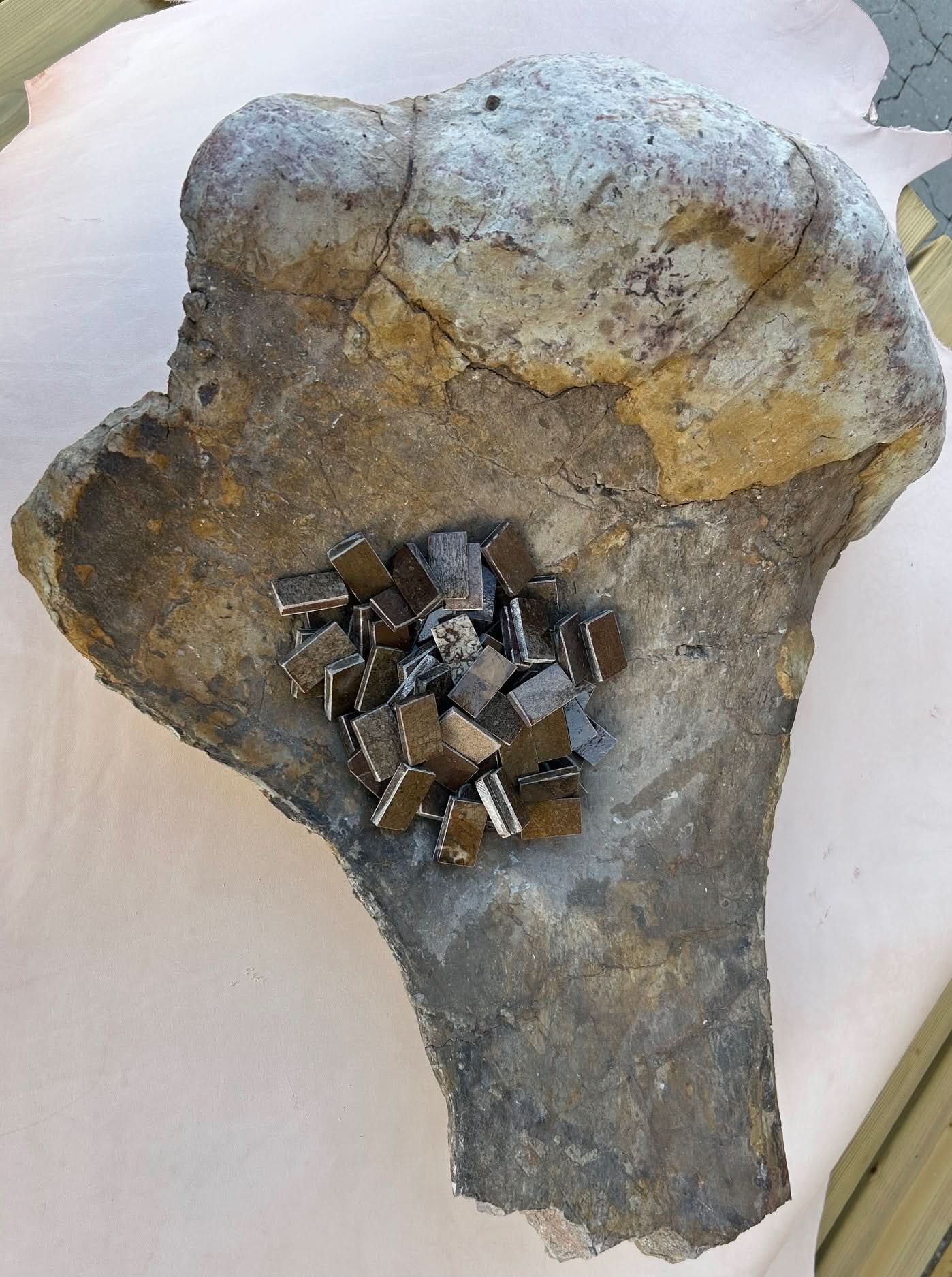 Dinosauriefossil Holkbit 20x35x20mm
