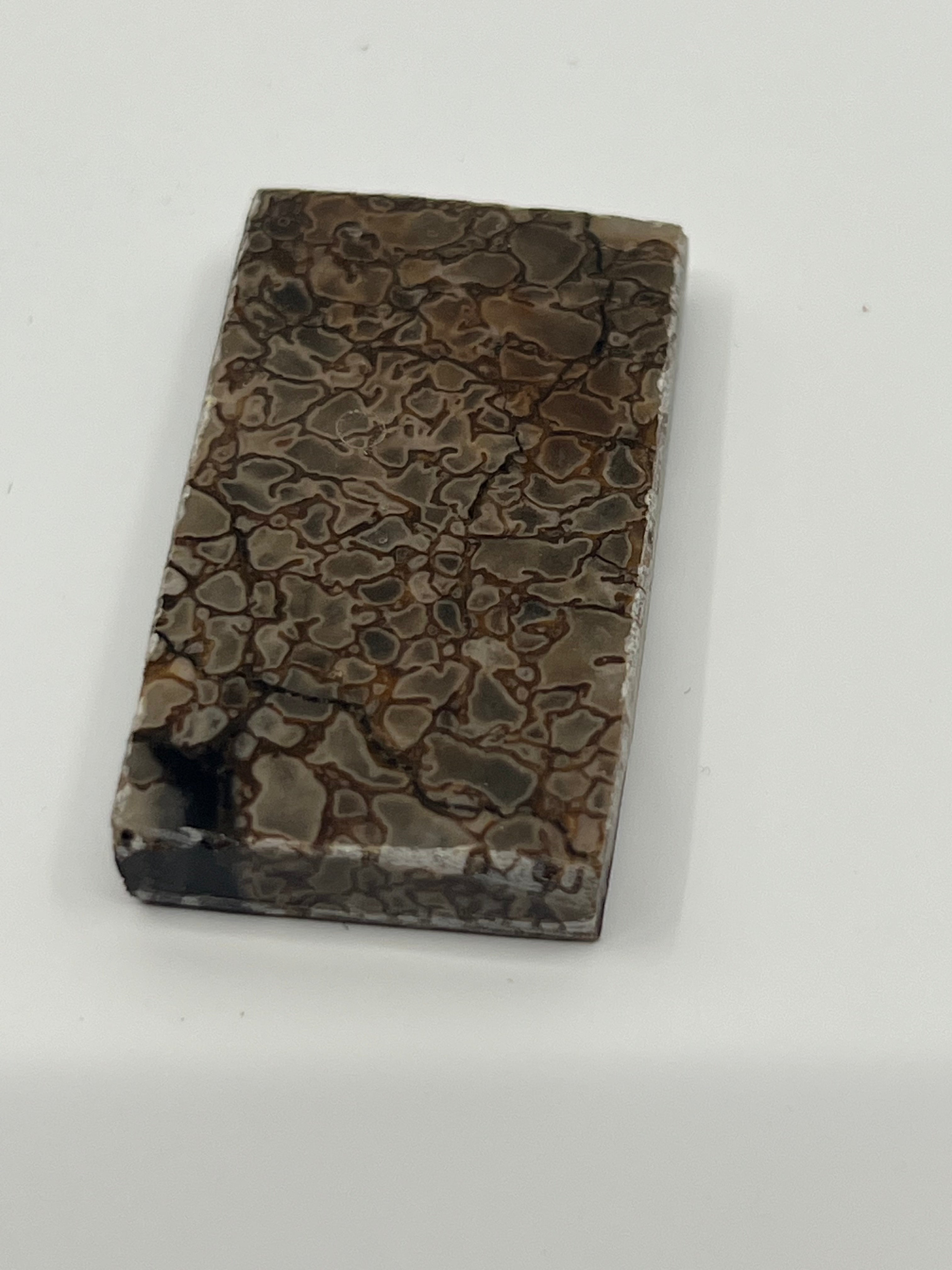 Dinosauriefossil D1