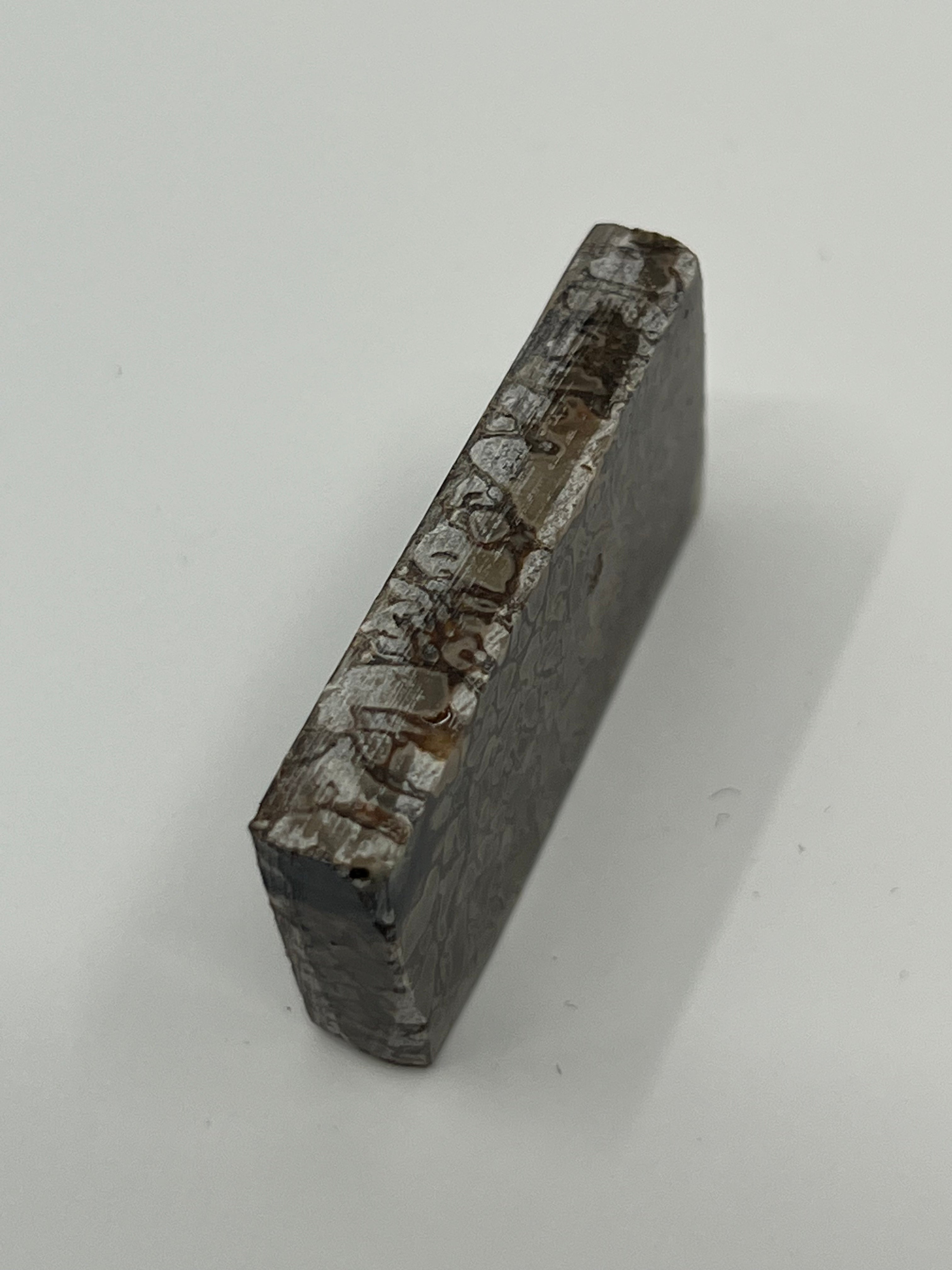 Dinosauriefossil D1