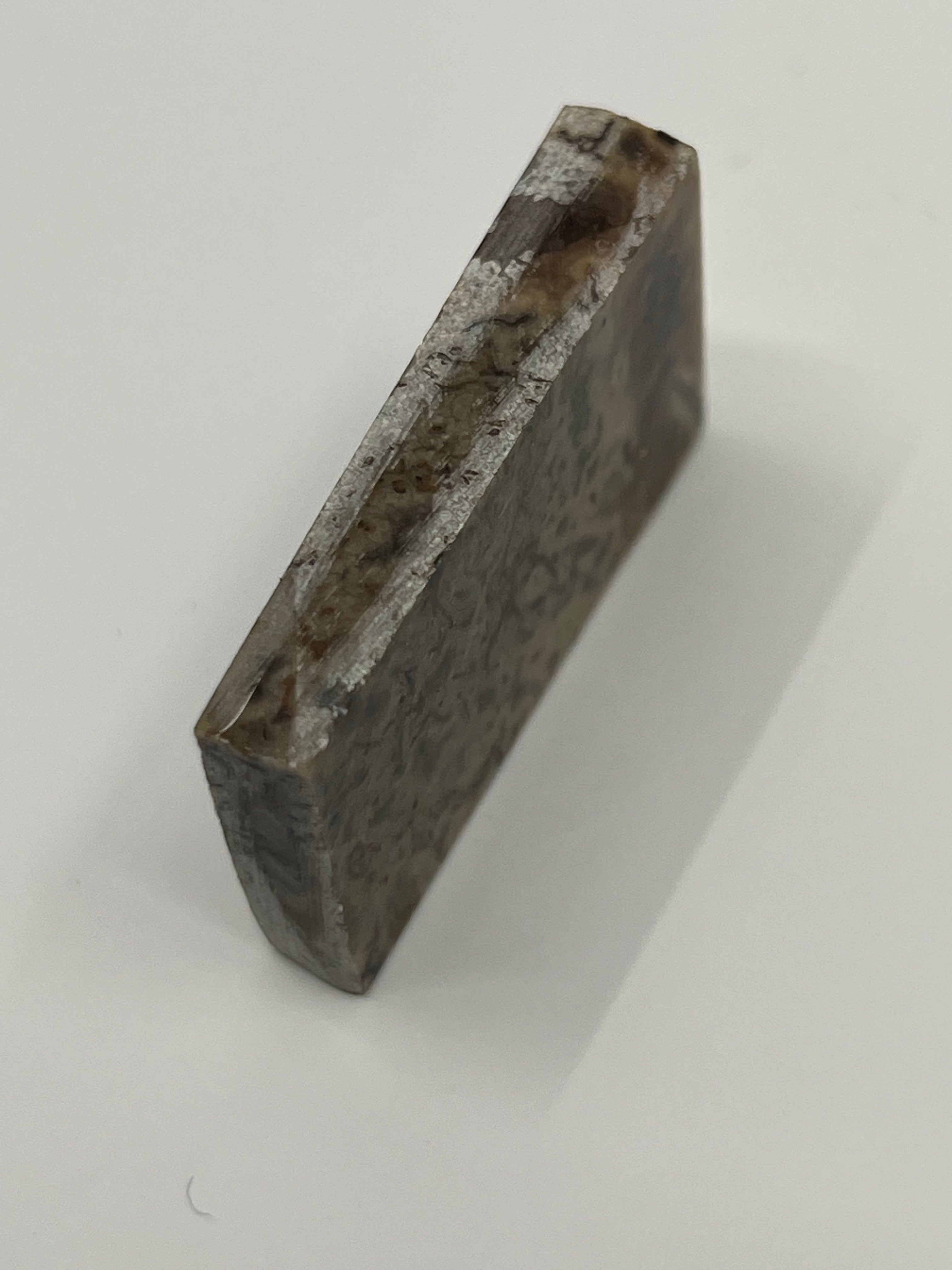 Dinosauriefossil D4