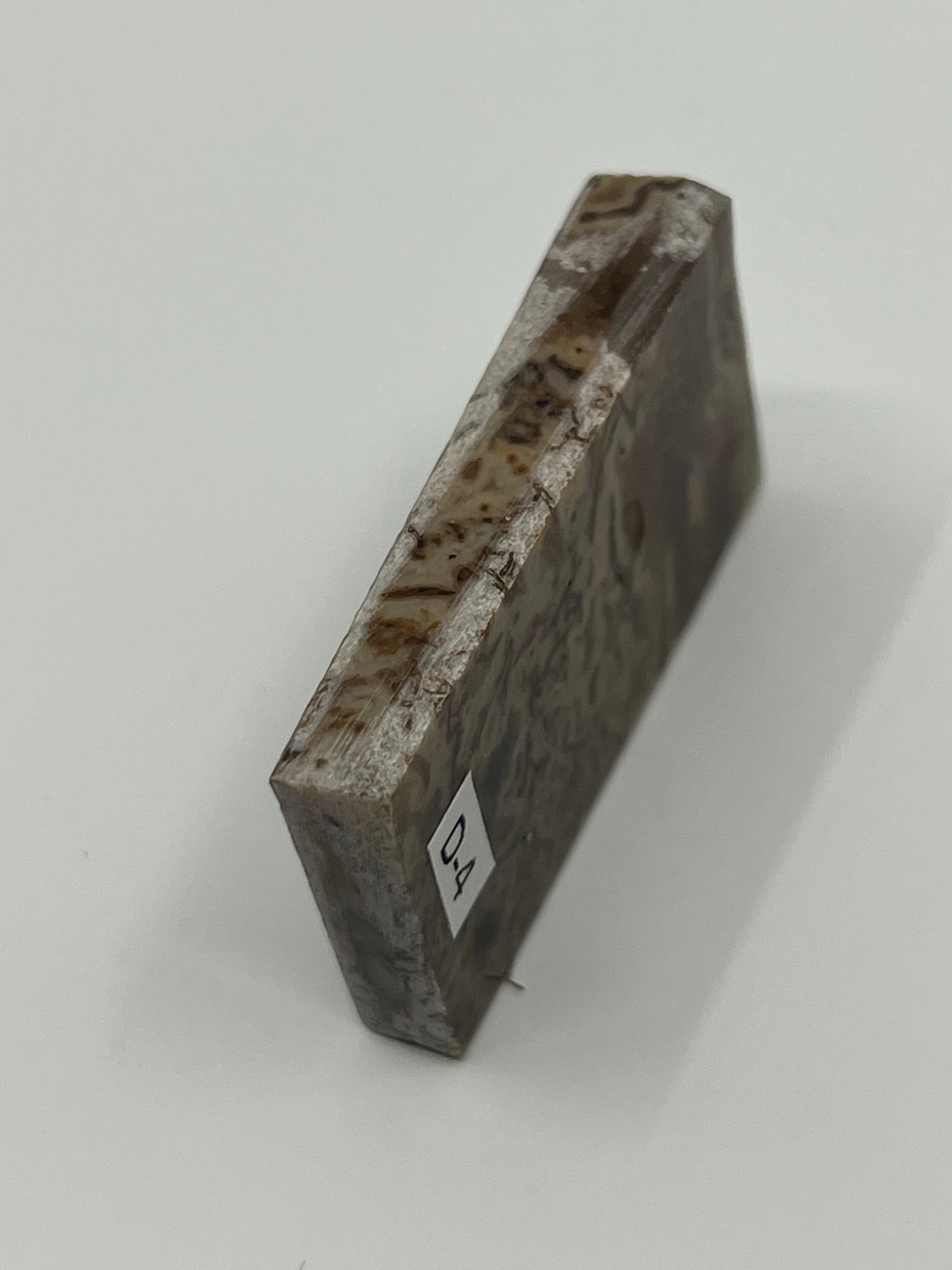 Dinosauriefossil D4