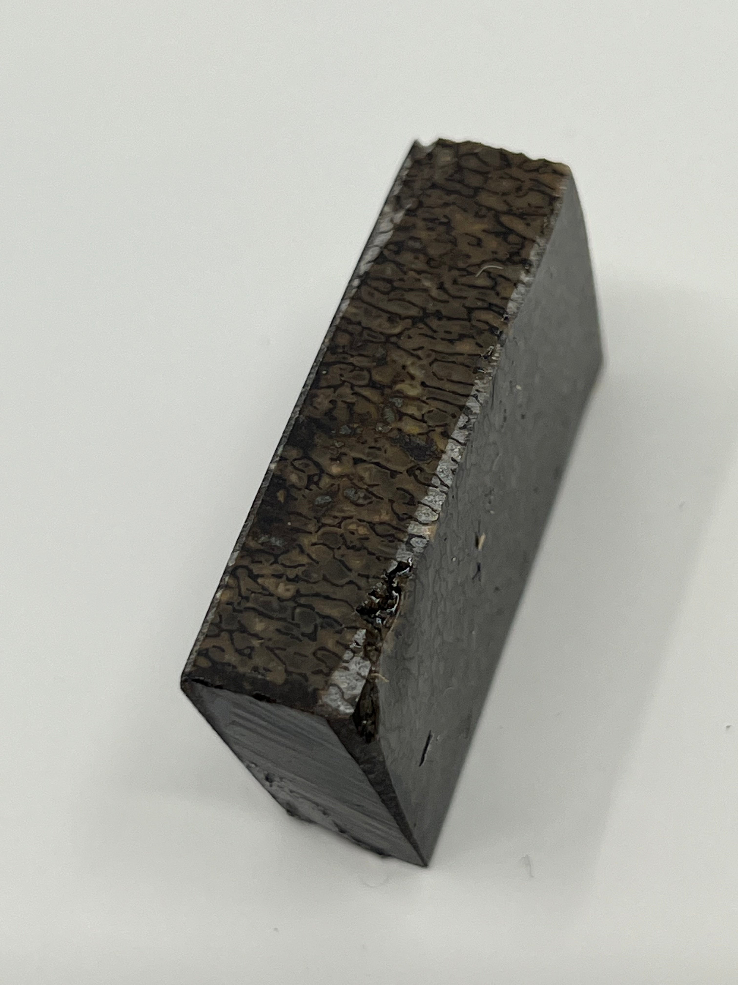 Dinosauriefossil D7
