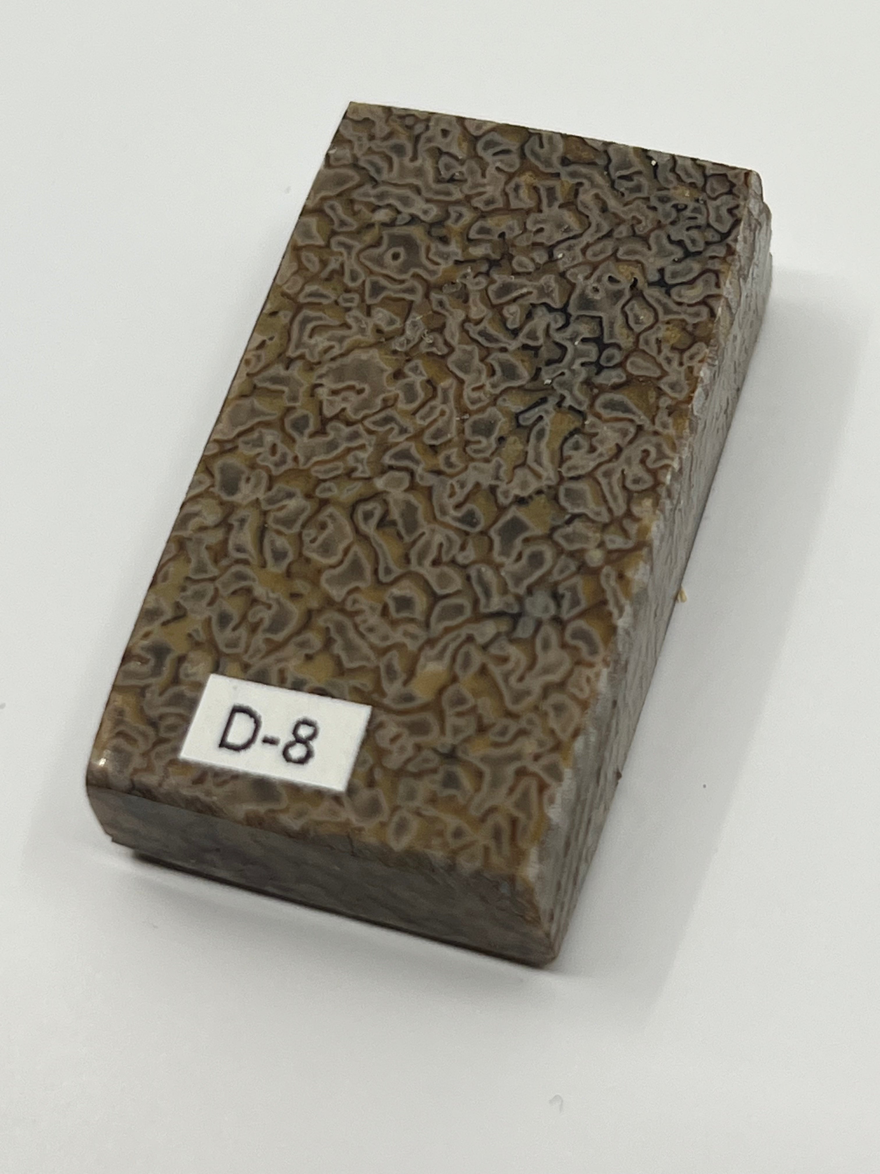 Dinosauriefossil D8