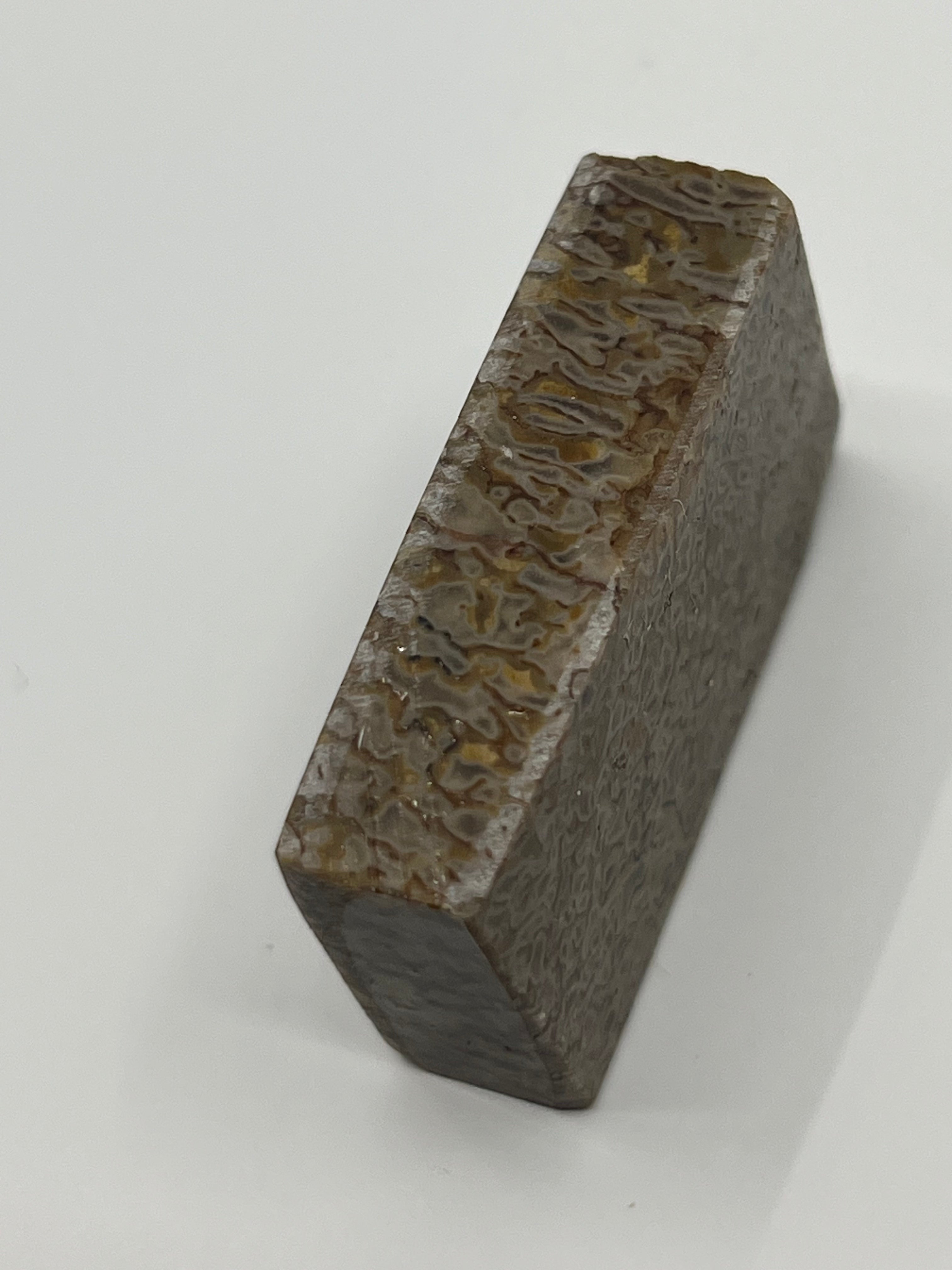 Dinosauriefossil D8