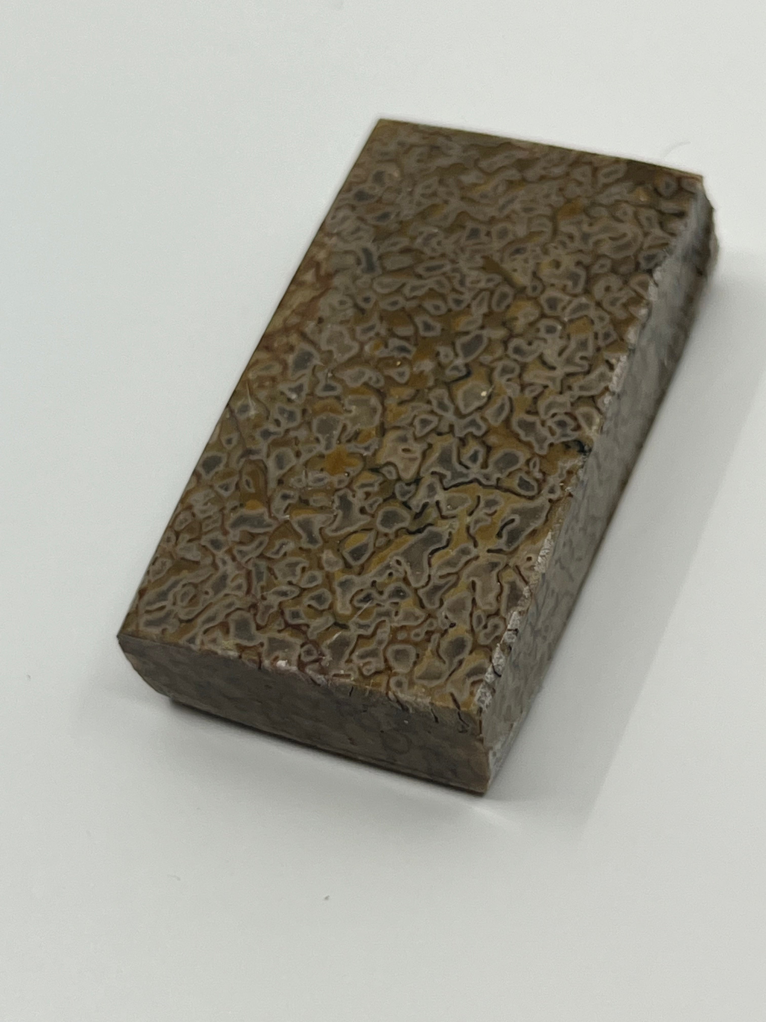 Dinosauriefossil D8
