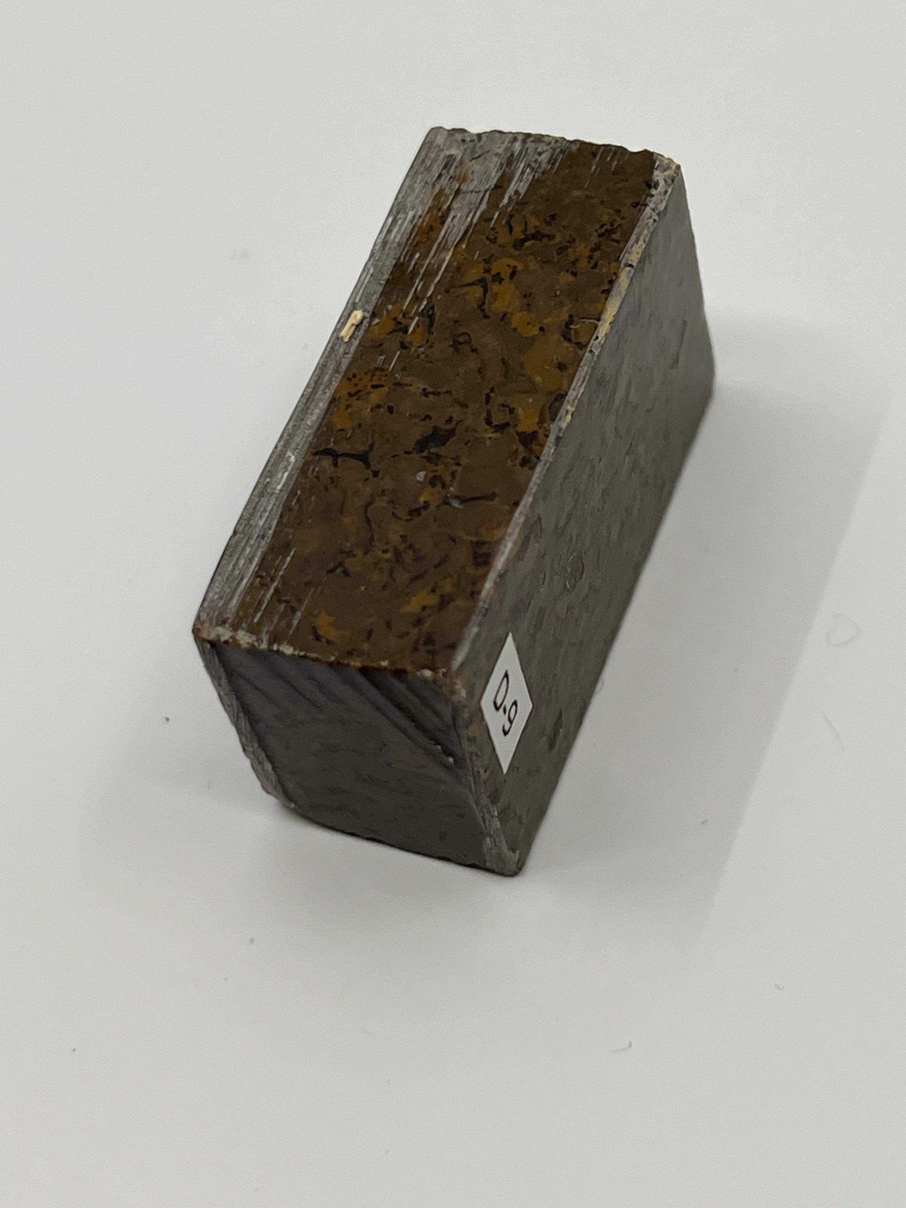 Dinosauriefossil D9