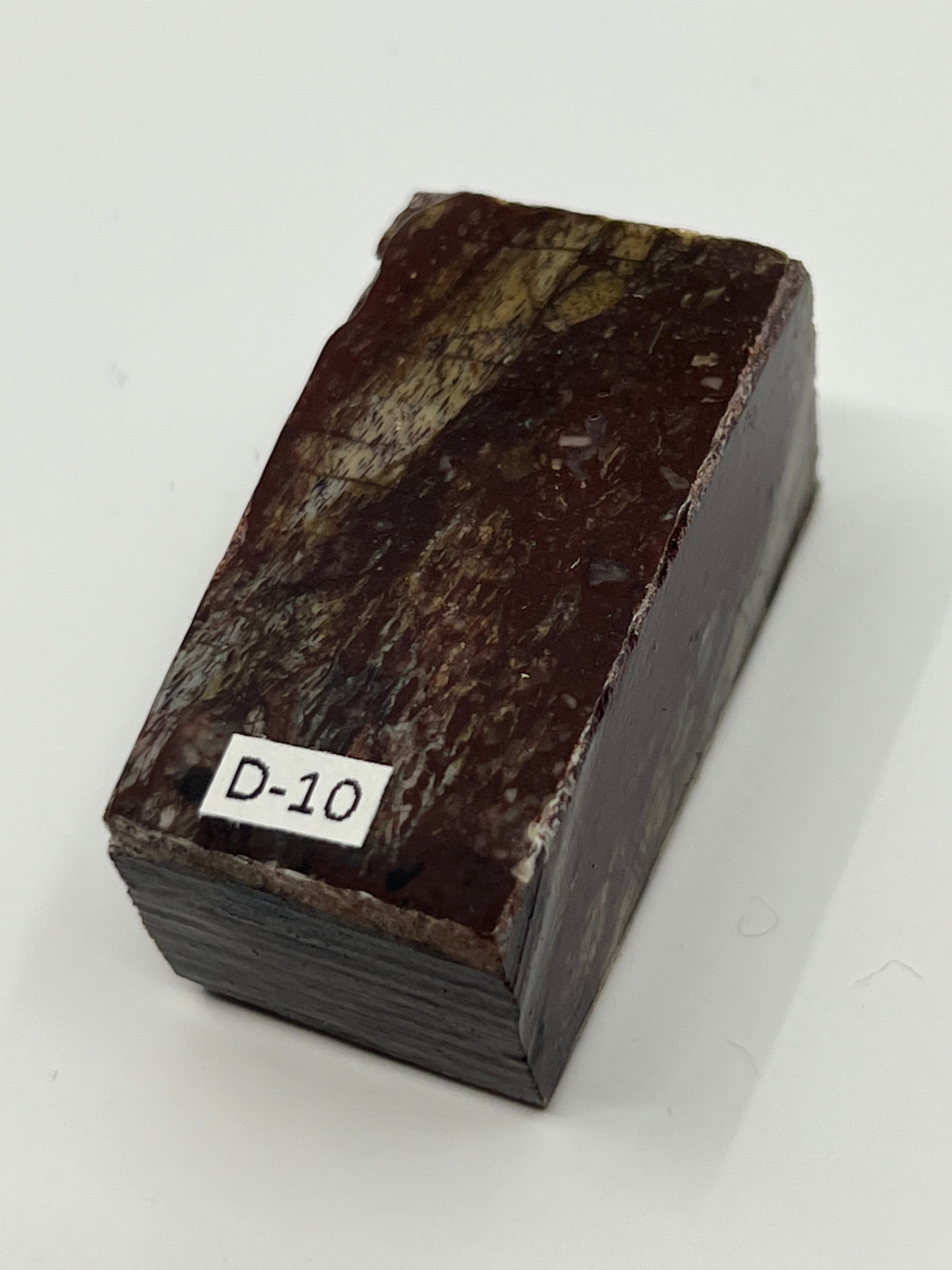 Dinosauriefossil D10