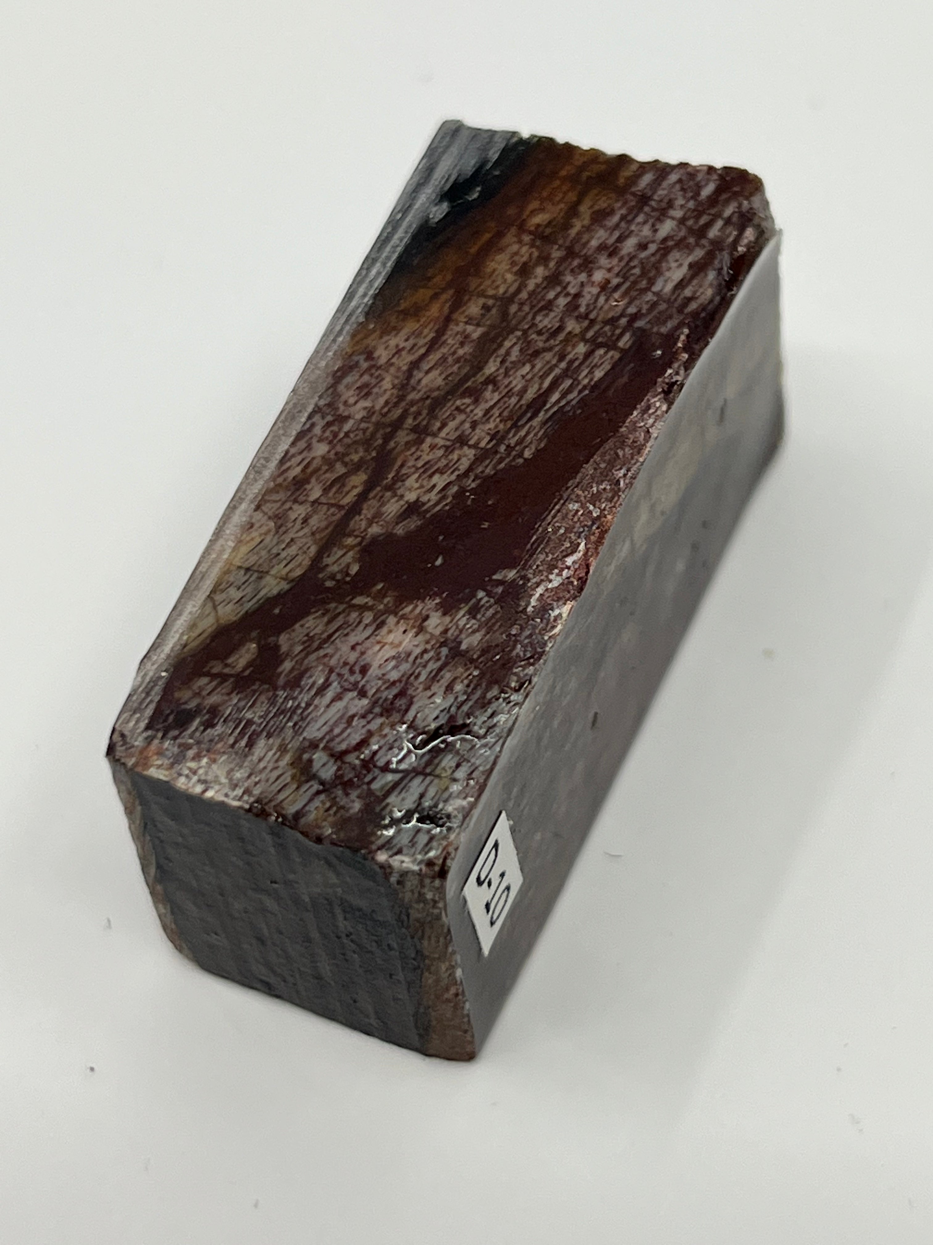 Dinosauriefossil D10