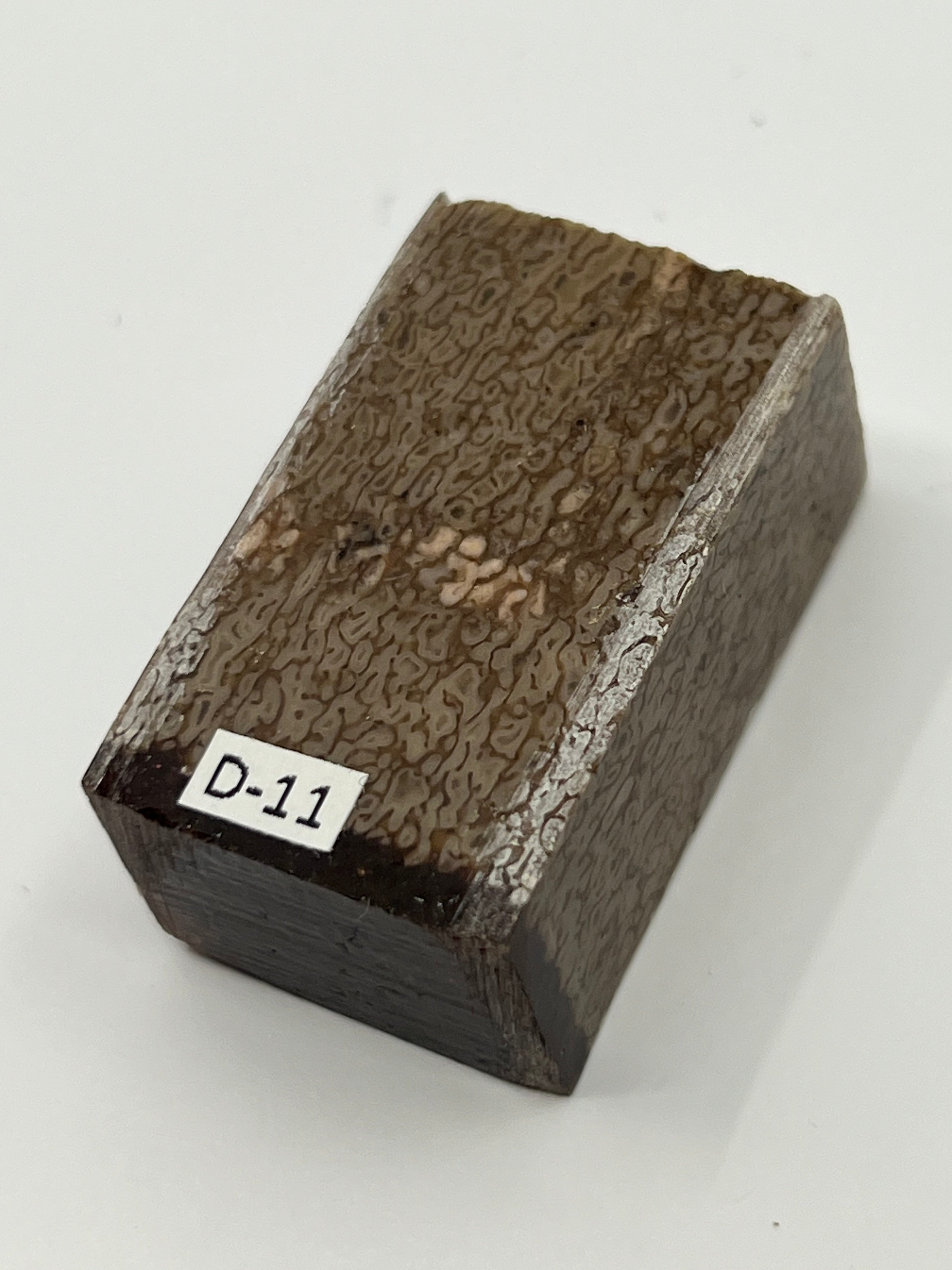 Dinosauriefossil D11