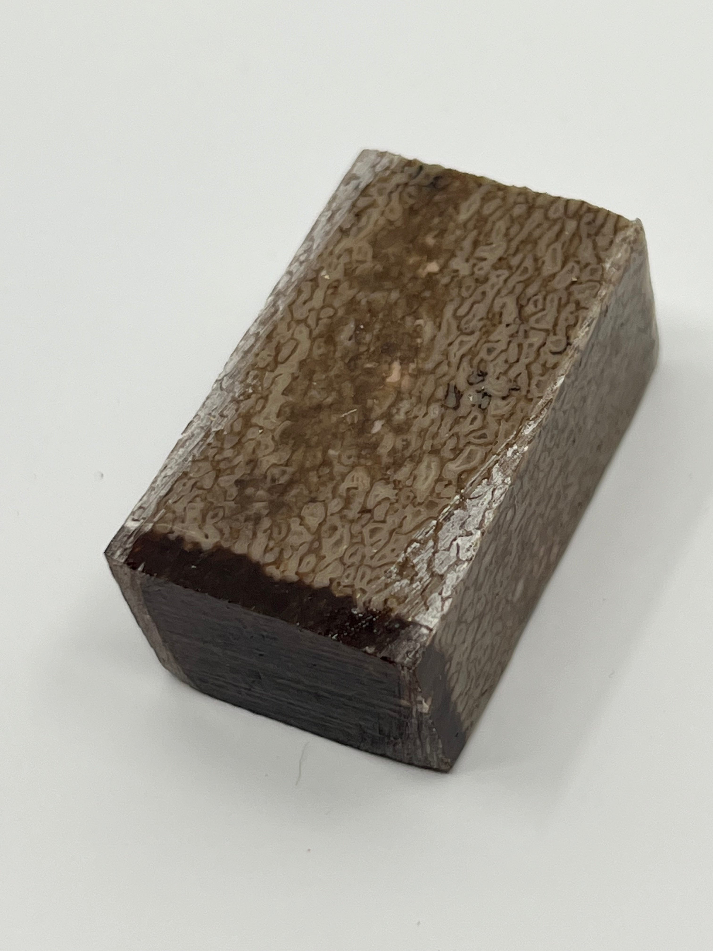 Dinosauriefossil D11