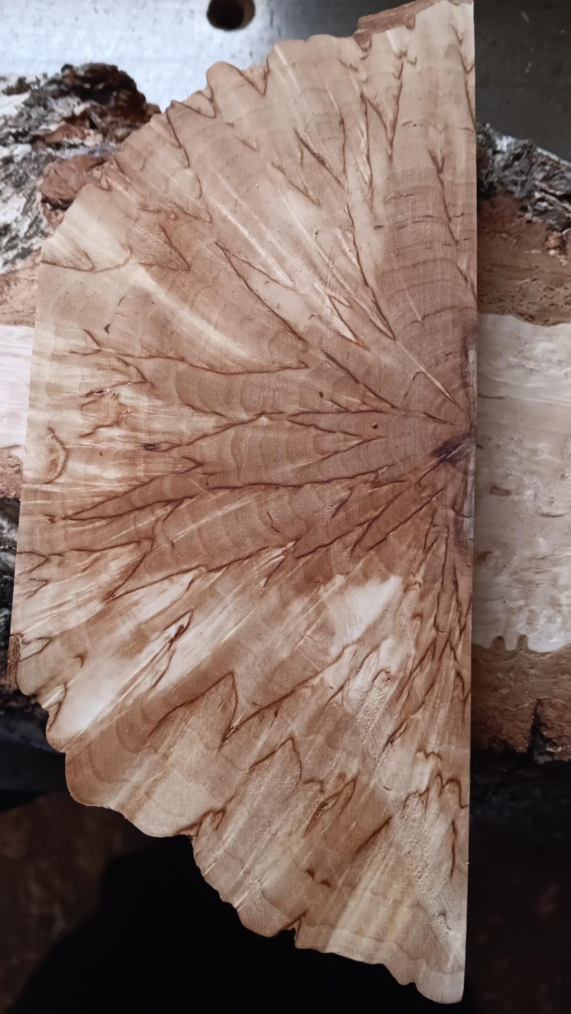 Natural Valbjørk Masurbjørk Cross-sheared (X-cut) approx. 30x40x150mm